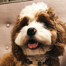 Cockapoos and Goldendoodles from The Doting Doodle