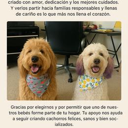 Boy 1 - Cream male Goldendoodle puppy in Kileen, Texas from Cooper Goldendoodle