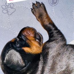 Doberman Pinscher Puppies from TeatreeDoberman