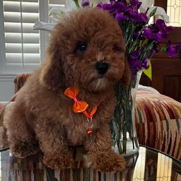 Joey - Red male Cavapoo puppy in Los Angeles, California from Myles Barnum
