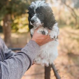 Girl 2 - Parti female Poodle puppy in Live Oak, Florida from Grams Poodle Babies