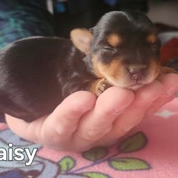 Daisy - Black and tan female Yorkshire Terrier puppy in Adams, North Dakota from Mathiasons Little Barkers