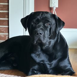 Waylon - Labrador Retriever