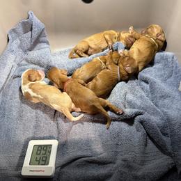 Cavalier King Charles Spaniel puppies from Summer Cavaliers