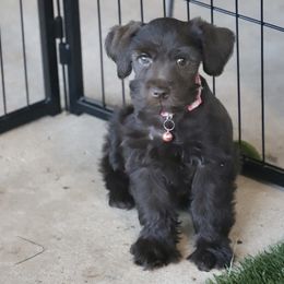 Miniature Schnauzer Puppies from Reservoir Dogs