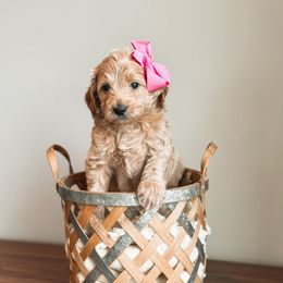 Aurora - Cream Goldendoodle puppy in Soddy Daisy, Tennessee from The W Doods
