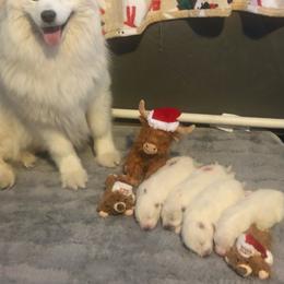 Samoyed Puppies from T&M Samoyeds