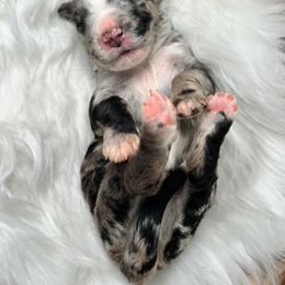 Aussiedoodle Puppies from Royal Paw Aussiedoodles