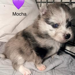 Girl 3 - female Pomeranian puppy in Wimauma, Florida from Bella's Babies