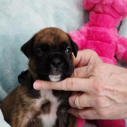 Black collar - Brindle male Boxer puppy in Titusville, Florida from Saskobox