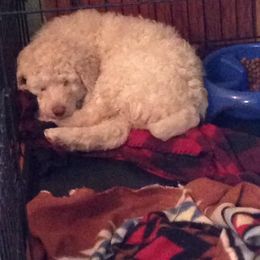 Poodle Puppies from Authentic Poodle Co