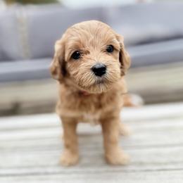 Celeste (Pink collar) - Apricot female Goldendoodle puppy in Twin Falls, Idaho from Magic Valley Family Doodles