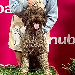 Akon - Lagotto Romagnolo