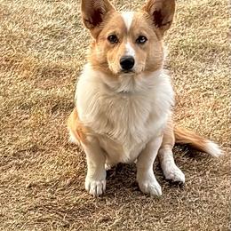 Ruben - Sable merle and white male American Corgi puppy in Temple, Texas from Silver Moon Cardigan and American Corgis