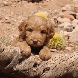 Scout - Gold male Labradoodle puppy in Apache Junction, Arizona from Loving Doodle