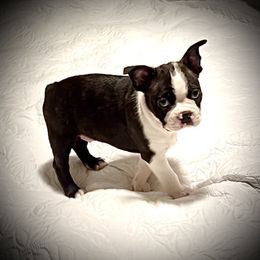AKC Health Tested Heinz 57      ENS, ESI - Black brindle and white male Boston Terrier puppy in Scottdale, Pennsylvania from Itty Bitty Boston & Chi Co, Veteran Owned