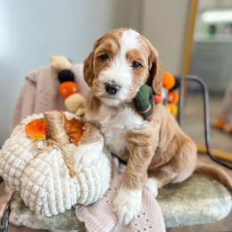 Rice - Apricot male Goldendoodle puppy in Sulphur, Louisiana from Curly Q’s Of Carlyss