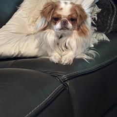 Mable - Japanese Chin