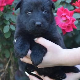 Red Collar Black Male - Black male German Shepherd puppy in Marianna, Florida from Haus M Godwin