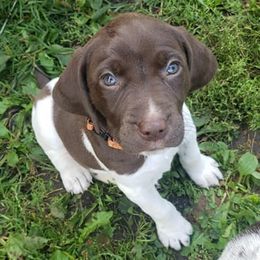 German Shepherds and German Shorthaired Pointers from Wicked Winds SS