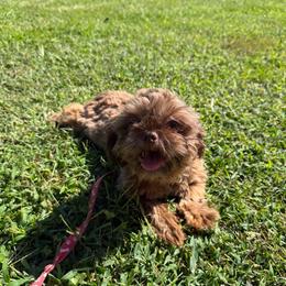 Pip - Chocolate female Shih Tzu puppy in Milford, Delaware from Spunky Shih-Tzus Delaware (Spunky Shih-Tzus)
