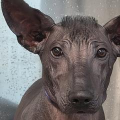 Rhodesian Ridgebacks and Xoloitzcuintli from Venus Rhodesian Ridgebacks