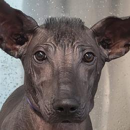 Rhodesian Ridgebacks and Xoloitzcuintli from Venus Rhodesian Ridgebacks