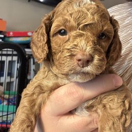 Tinsel (Pink collar girl) - Brown female Cavapoo puppy in Eagle Mountain, Utah from Liberty Farms Puppies