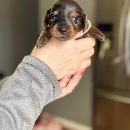 "dappled " Dachshund Puppies from Rea's Puppies