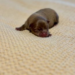 Lathium - Chocolate parti female Pomeranian puppy in Canandaigua, New York from Fingerlakes Pomeranians