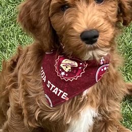 "Arielle puppy" Goldendoodle Puppies from BFF Goldendoodles