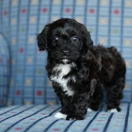 Ebony - Black and tan brindle female Havapoo puppy in Eagle Mountain, Utah from Lady Paws Puppies