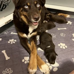 Australian Shepherd Puppies from Central Florida Australian Shepherds