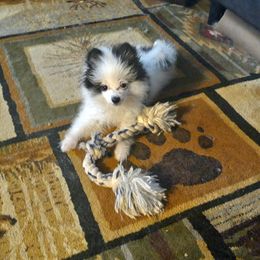 Pomeranians from Mountain Home Idaho Pomeranians
