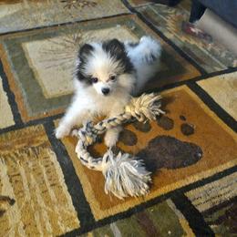 Pomeranians from Mountain Home Idaho Pomeranians