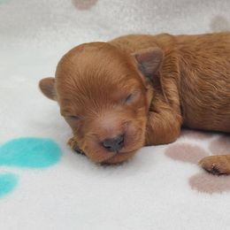 Rusty - Red  male Poodle puppy in Kannapolis, North Carolina from Carolina Poodle Palace