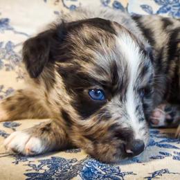 Australian Shepherd puppies from Soaring SKKY Australian shepherds