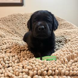 Green Boy - Black male Labrador Retriever puppy in North Pole, Alaska from Mulberry Retrievers