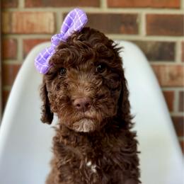 Muffin - Chocolate female Goldendoodle puppy in Pulaski, Tennessee from Doodle My Heart