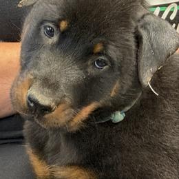 CROPPED Blue-white collar - Black and rust male Beauceron puppy in Floyd’s Knobs, Indiana from Birdwing Beaucerons