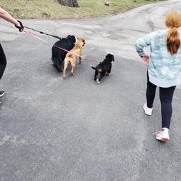 Bernese Mountain Dog Puppies from Lonesome Pine Farm