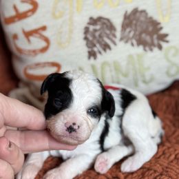 Hayride - Black and white female Sheepadoodle puppy in Wharton, Texas from Little Fur Friends