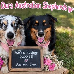 Australian Shepherd puppies from Happy Ours Australian Shepherds