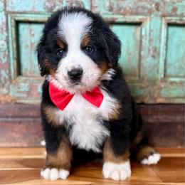 Red collar - Black rust and white male Bernese Mountain Dog puppy in Altura, Minnesota from Bluffside Berners