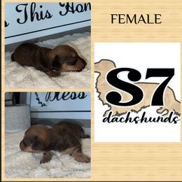 Dachshund Puppies from S7 Dachsunds
