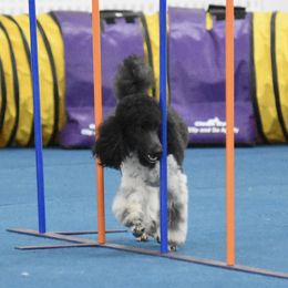 Poodles from Topnotch Poodles