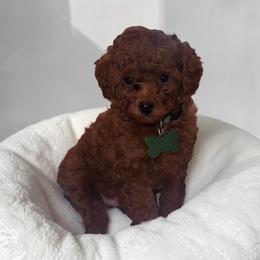 King - Red  male Poodle puppy in Okc, Oklahoma from Designer Poos By Diva