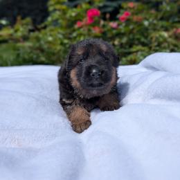 Jude Vom Legacy - Black and red male German Shepherd puppy in Kingsley, Michigan from Legacy German Shepherds