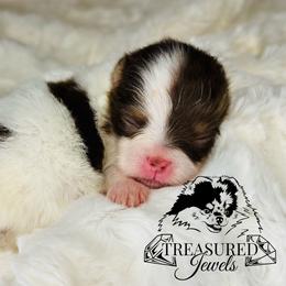 Pomeranian Puppies from Treasured Jewels Pomeranians