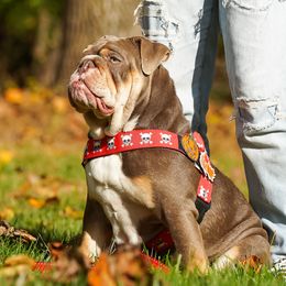 Harper - Bulldog